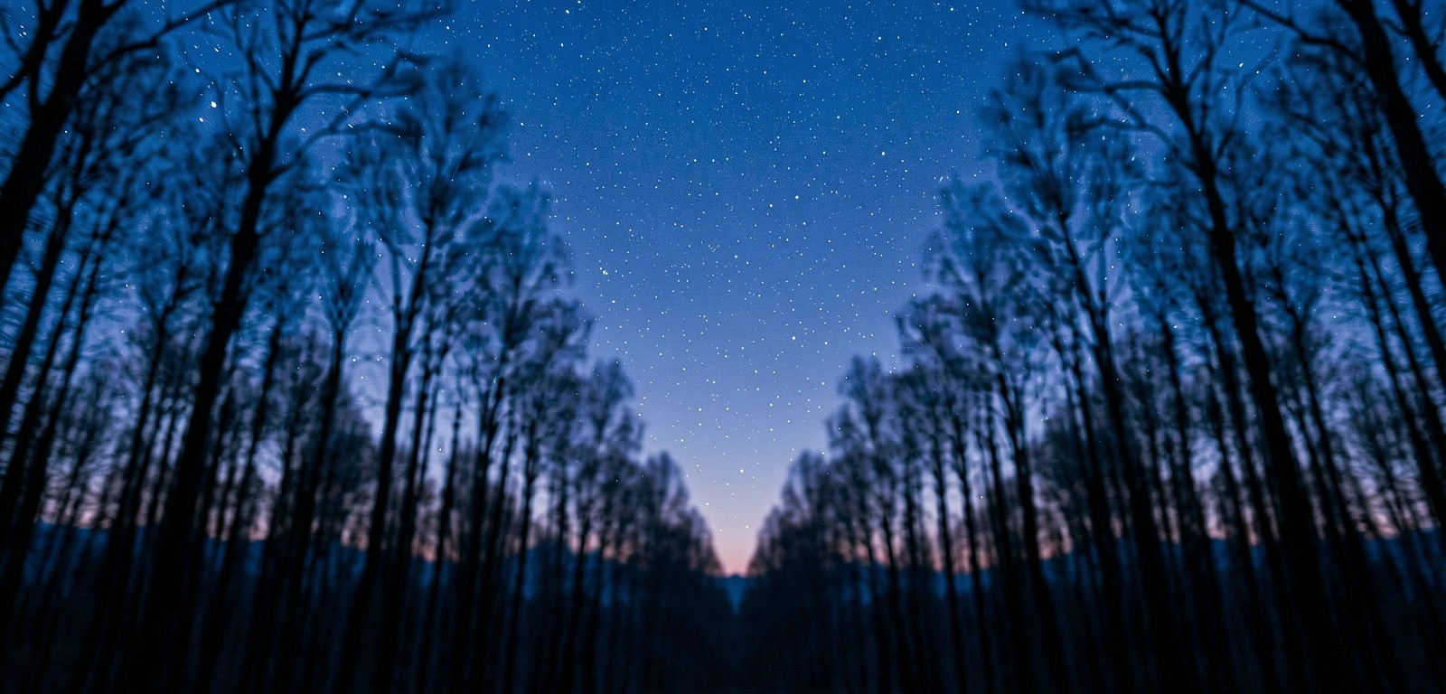 Sternenhimmel über dem Wald