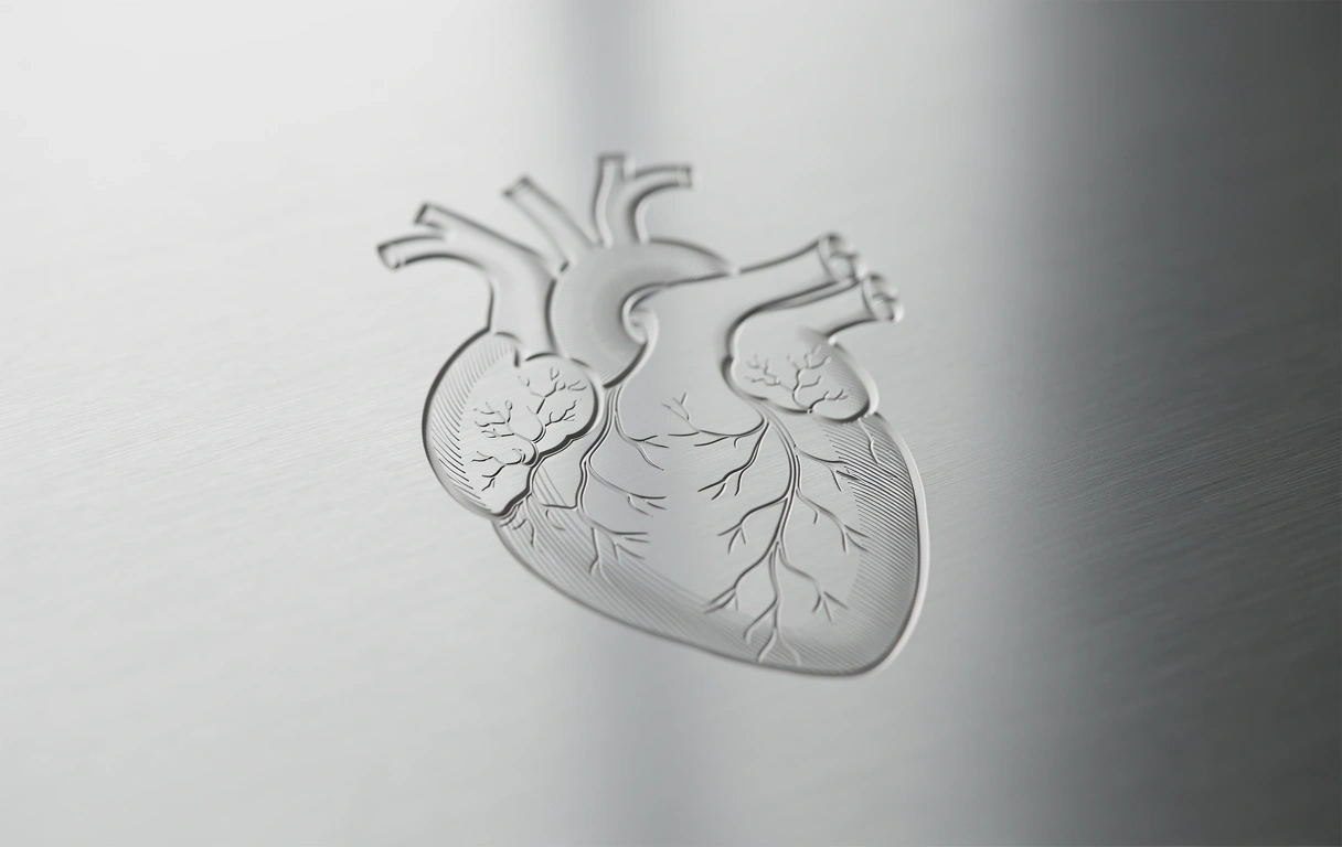 Illustration des Herz-Kreislauf-Systems